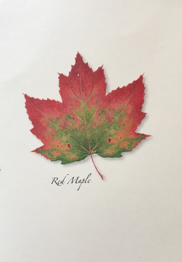 I am so excited about my 1