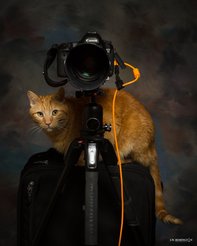 POTD 2018/124. Cinco de Meow