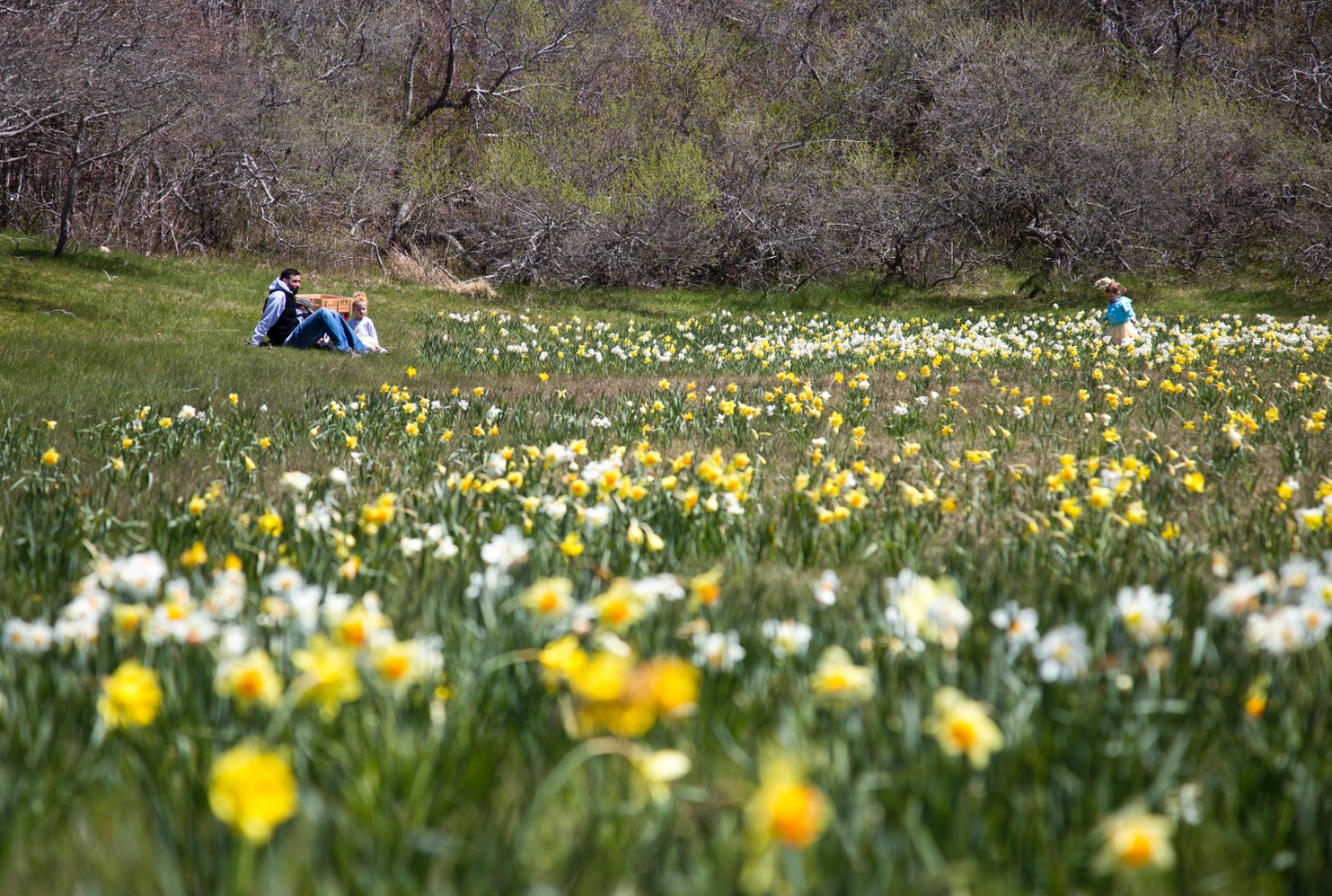 Daffodil Festival 2016 Sconset Antique Car Parade and Tailgate Party