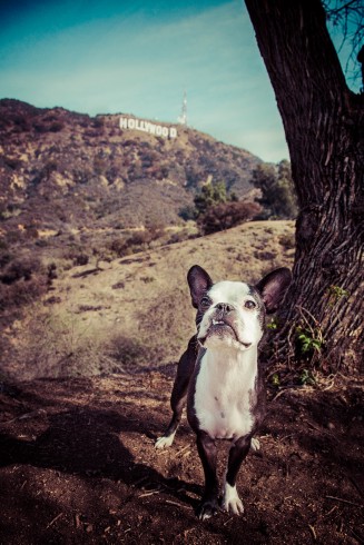 los angeles pet photography