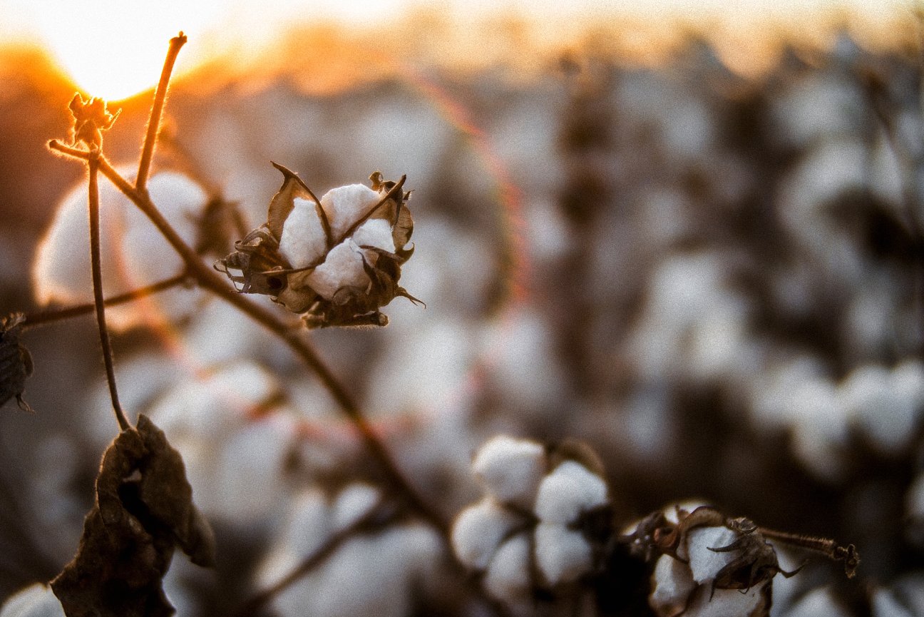 Did Someone Say Bokeh?