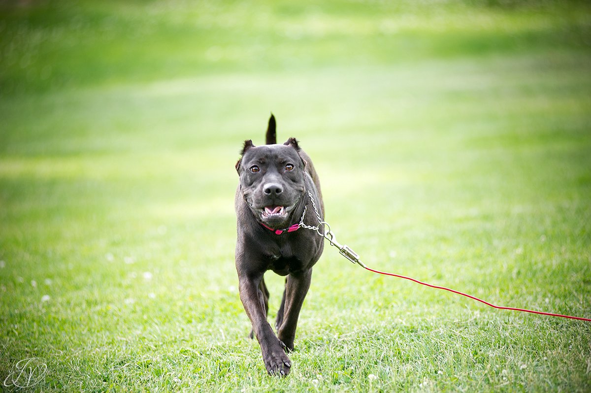 pit bull, animal rescue, rescue dog