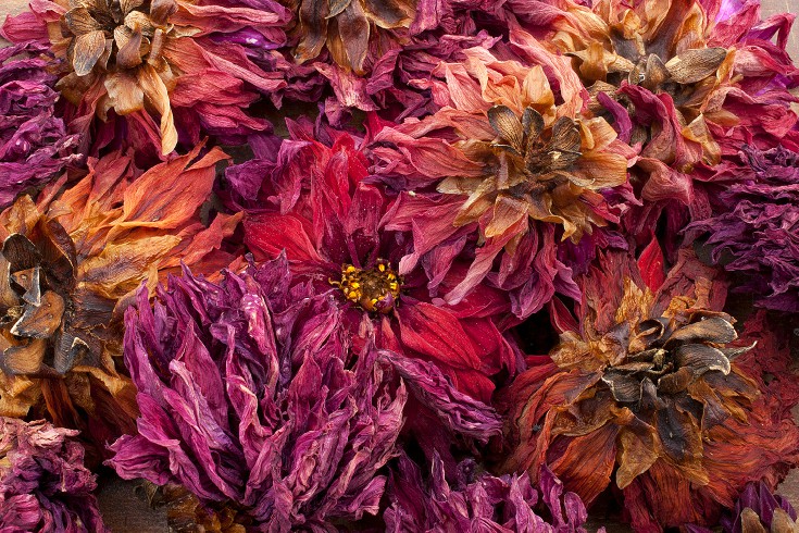 dried flowers make great subjects for macro photography