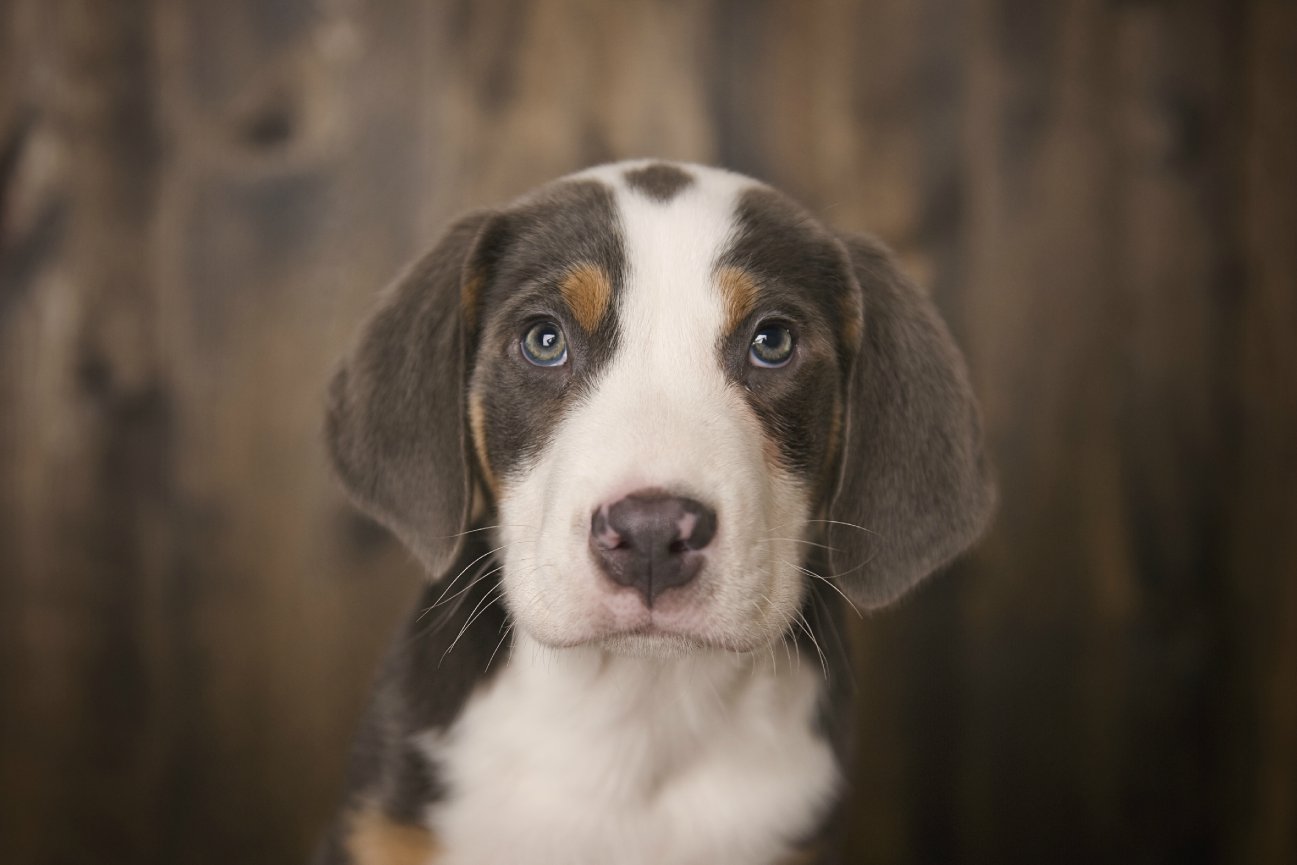 The F. Family- McHenry County FAmily Lifestyle Photographer