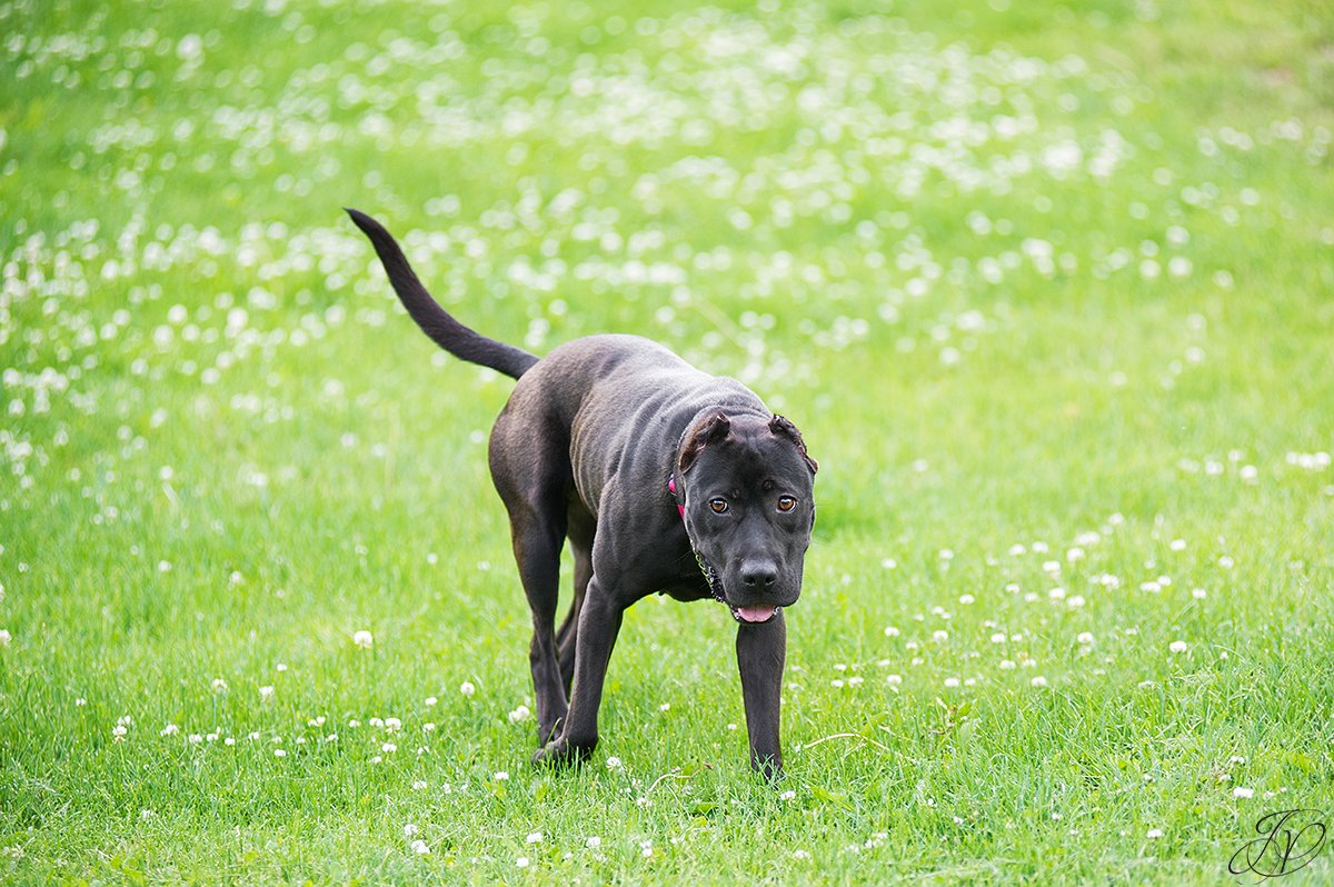 pit bull, animal rescue, rescue dog