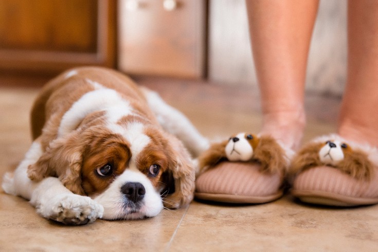 Cavalier King Charles Spaniel dog and slippers