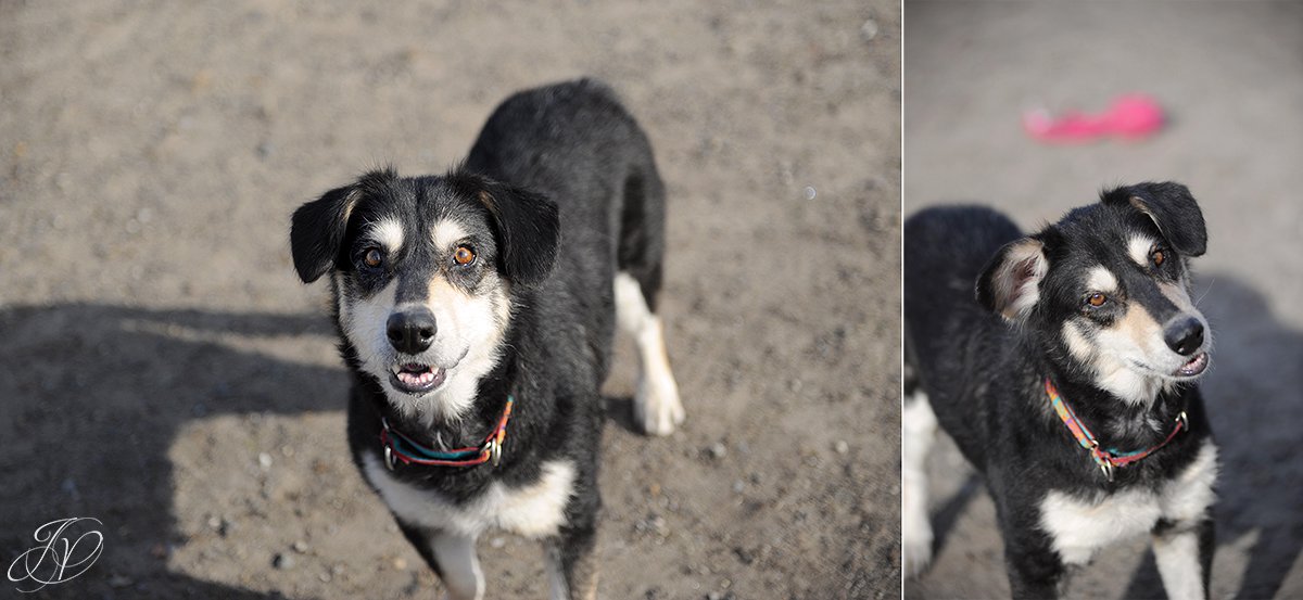 shelter dog, animal rescue, dog rescue, adopt