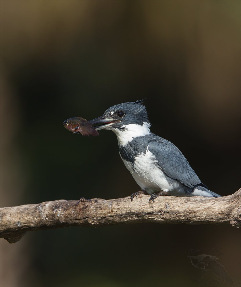 Belted Kingfisher With A Fish (plus an interesting foot adaptation) –  Feathered Photography