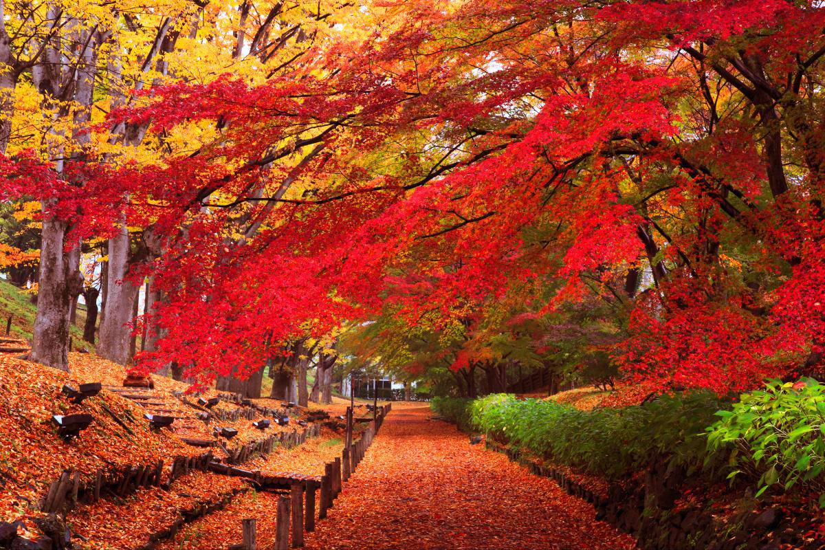 Autumn Leaves Viewing Japan Photo Tour Blain Harasymiw Photography