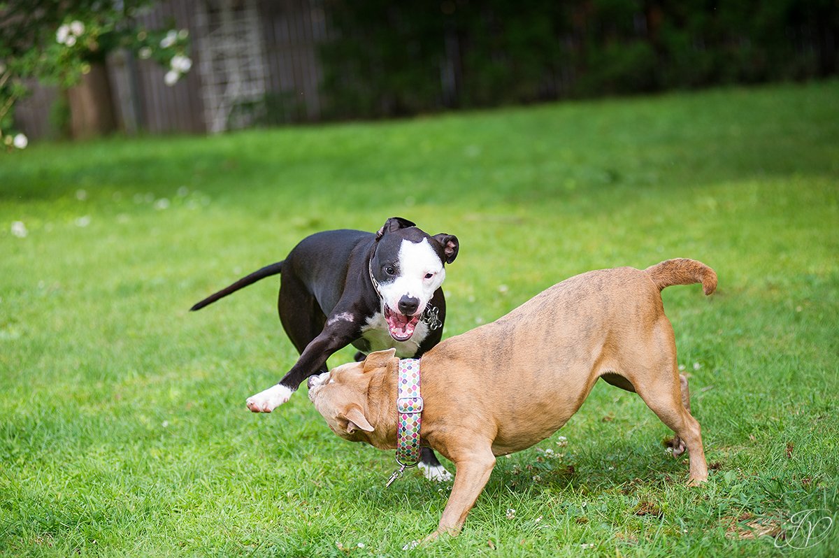 dog rescue, albany pet portrait photographer