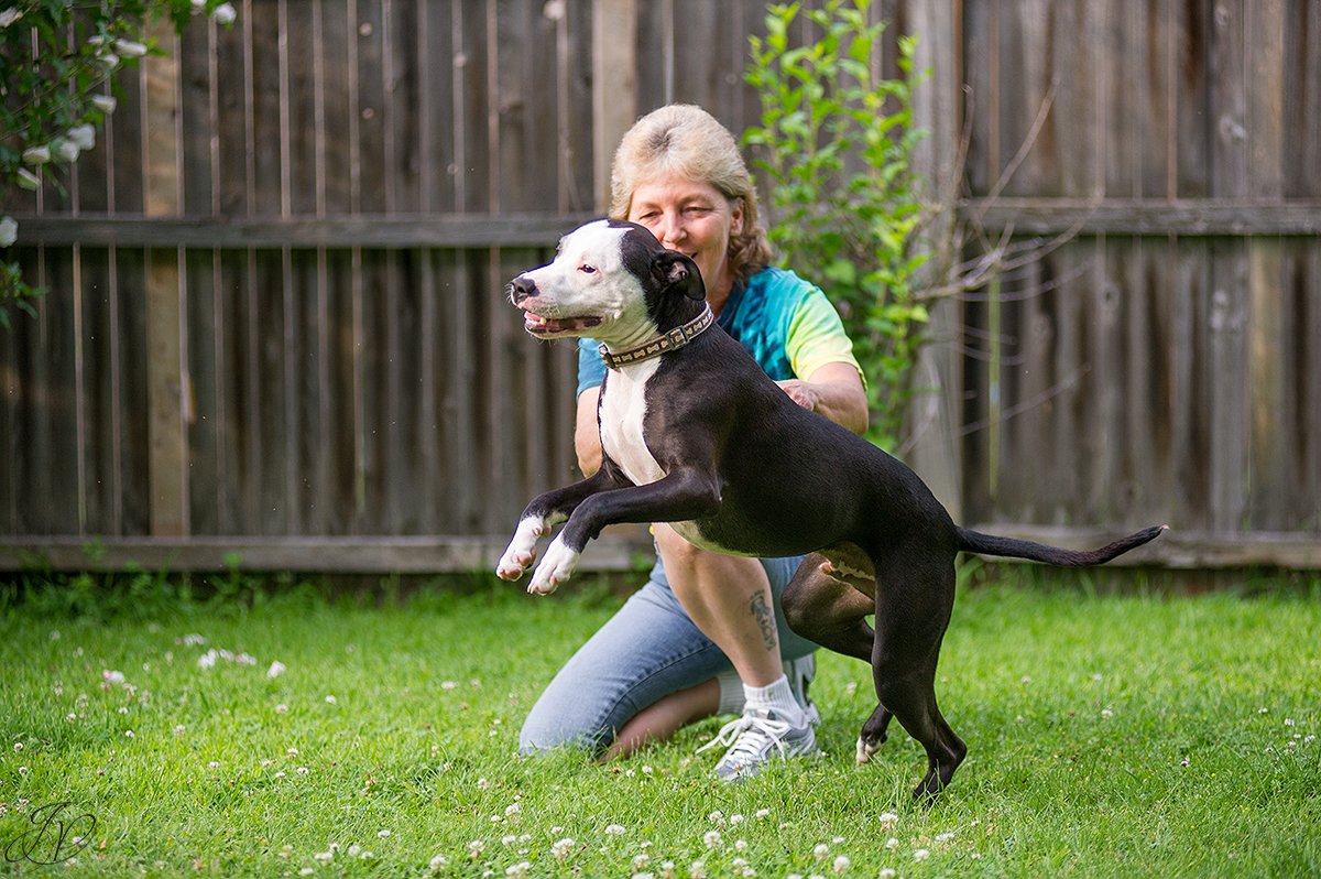 dog rescue, albany pet portrait photographer