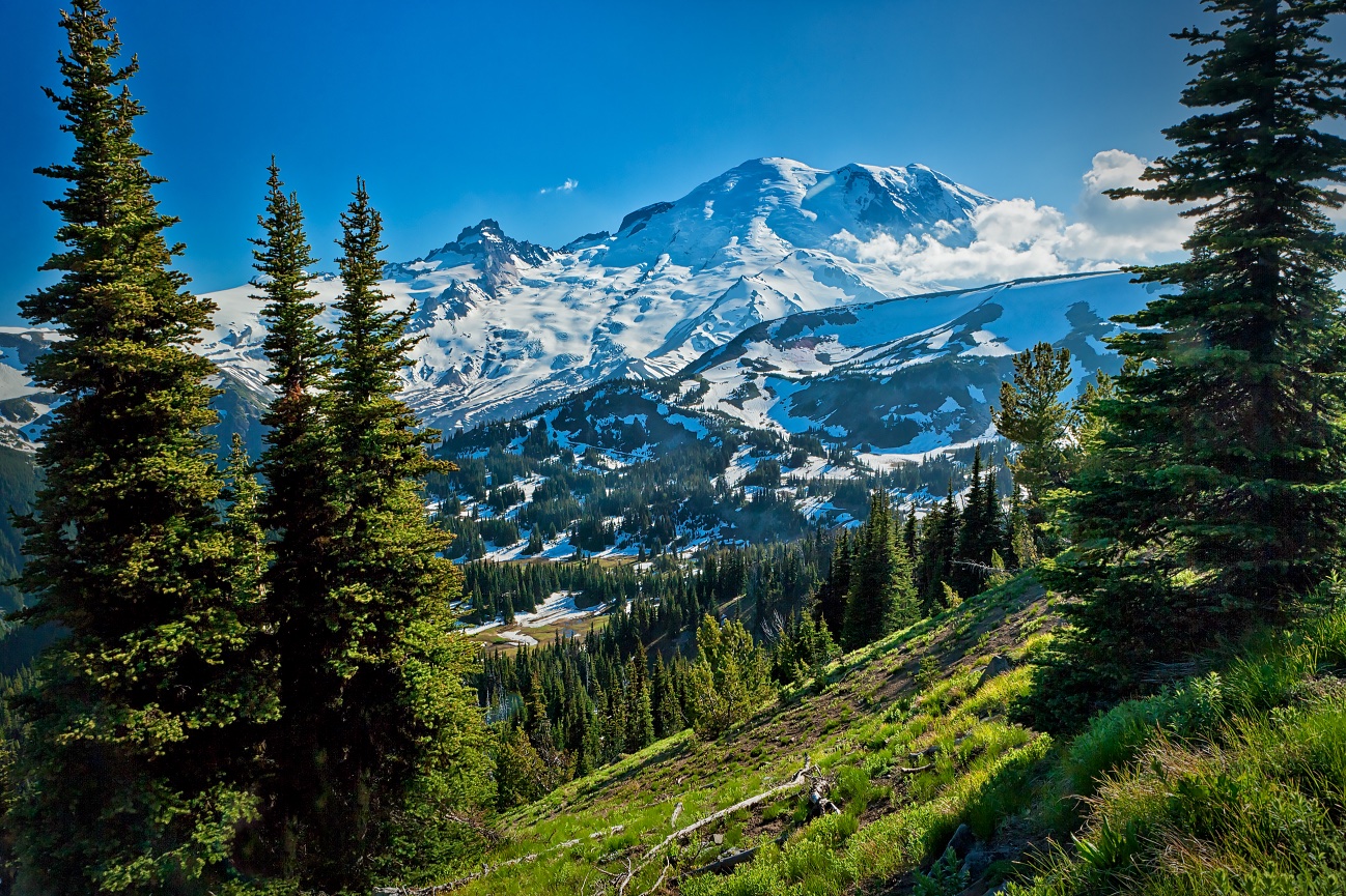 Mt. Shuksan with Picture Lake Grass - 004686