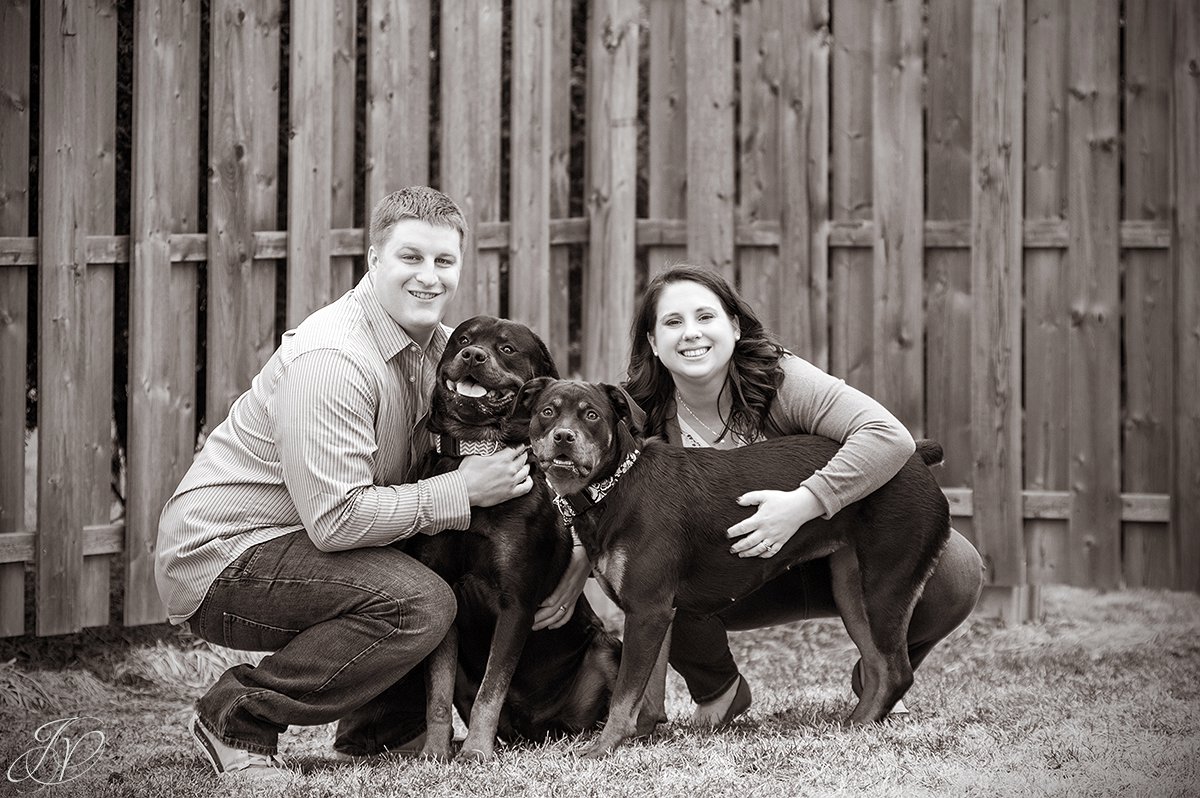 rottweiler portrait albany, beautiful rottweiler photos, albany pet portrait, albany pet photographer