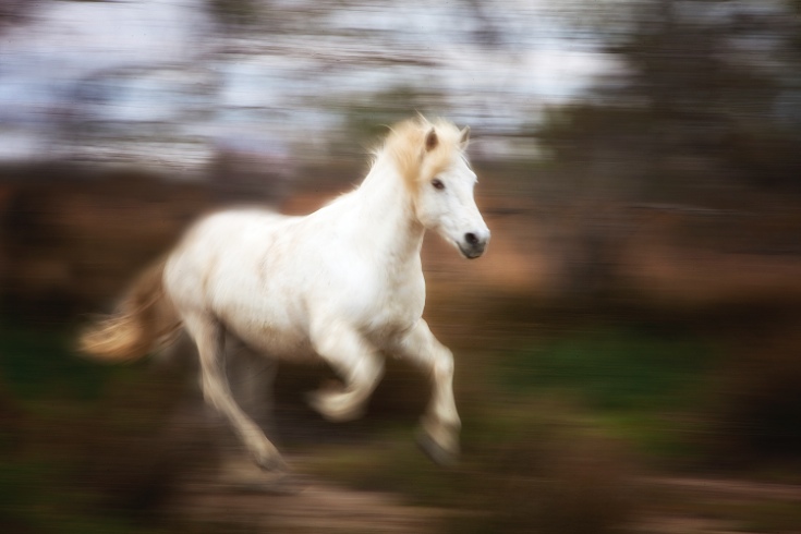 white horse of the Camargue galloping in Provence, France by Jim Zuckerman