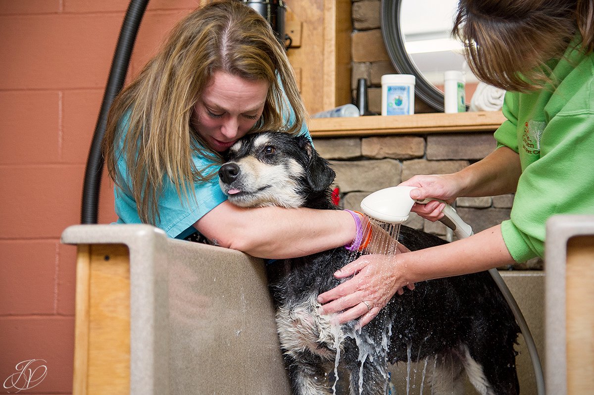 special moment during dog bath, hug a dog in the bath, Dog getting bath, bathing a dog photo, harveys home garden and pet center, canine skin disease, regional animal shelter