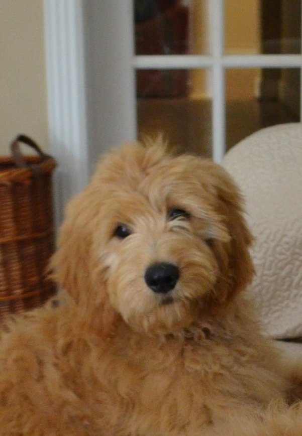 elite goldendoodle puppies