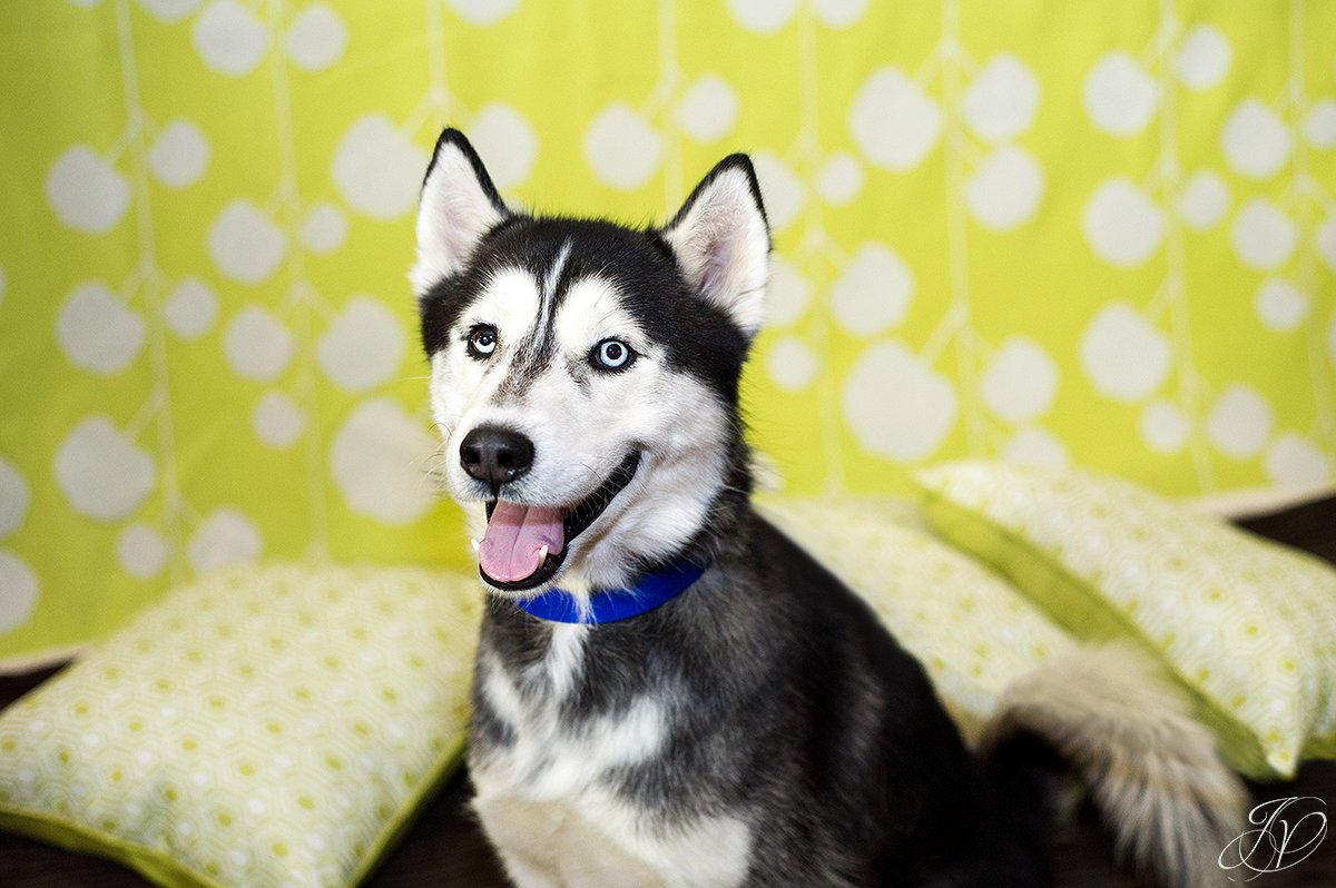 dog portrait fundraiser, fundraiser for dog shelter, regional animal shelter