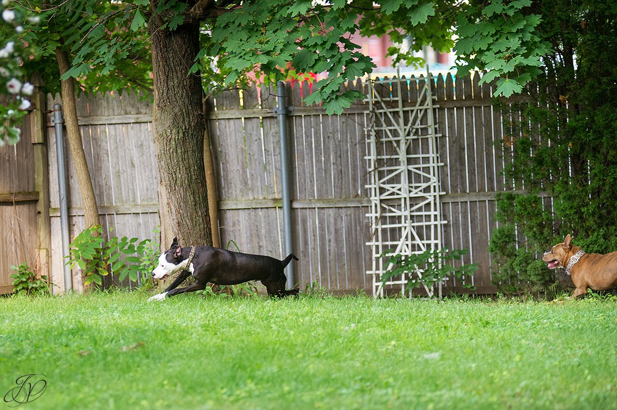 dog rescue, albany pet portrait photographer