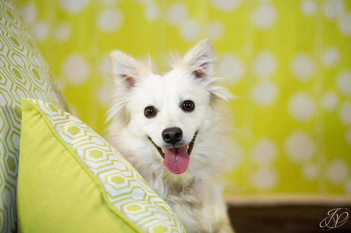dog portrait fundraiser, fundraiser for dog shelter, regional animal shelter