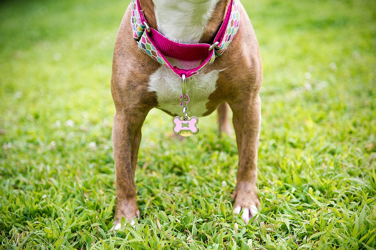 dog rescue, albany pet portrait photographer