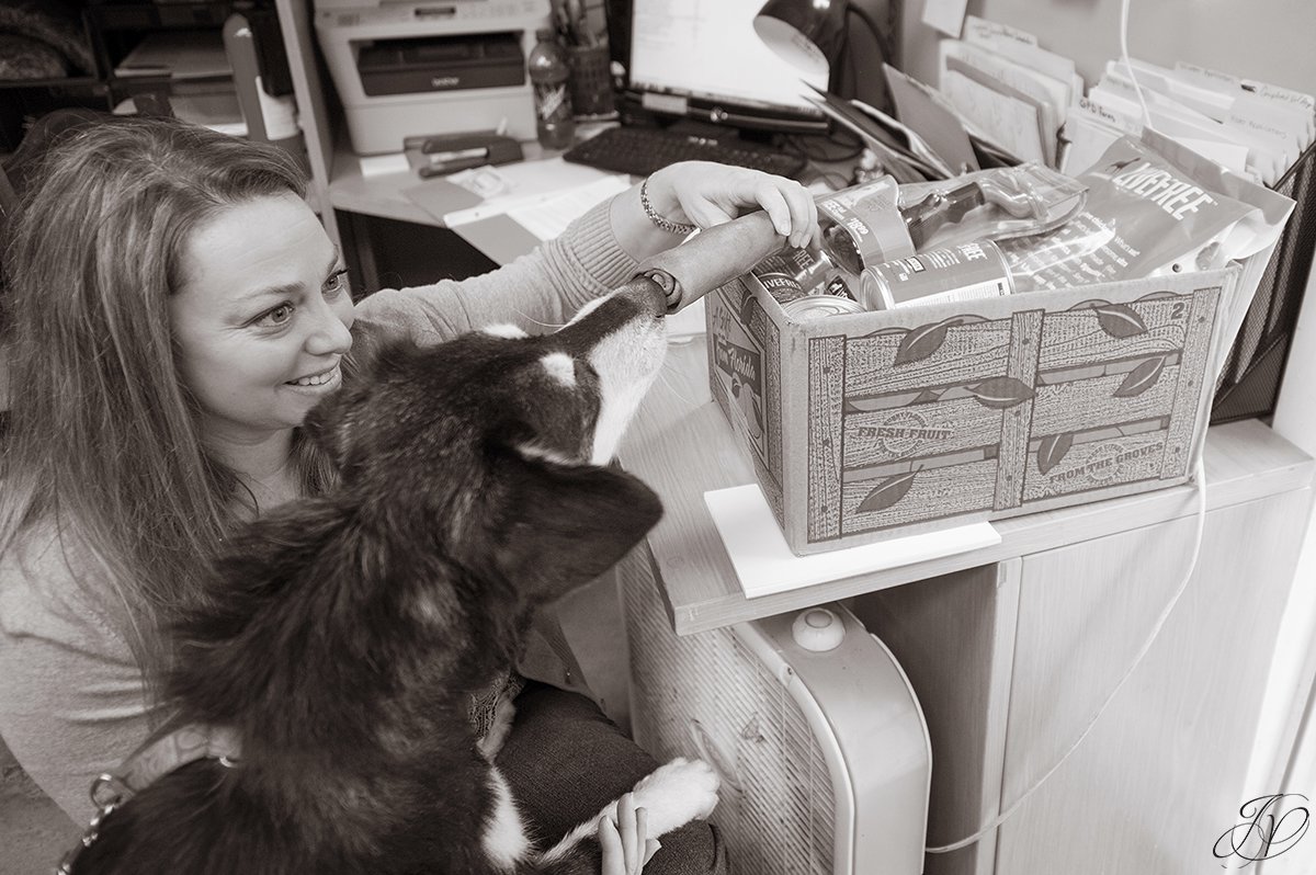 photo of shelter dog looking at toys