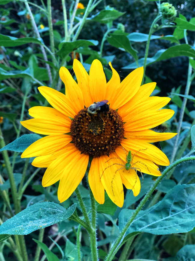 Summertime Garden Engagement Session