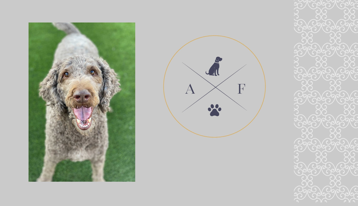 Why Dog Boarding at Amarillo Fetch Is Better Than Hiring a Pet Sitter