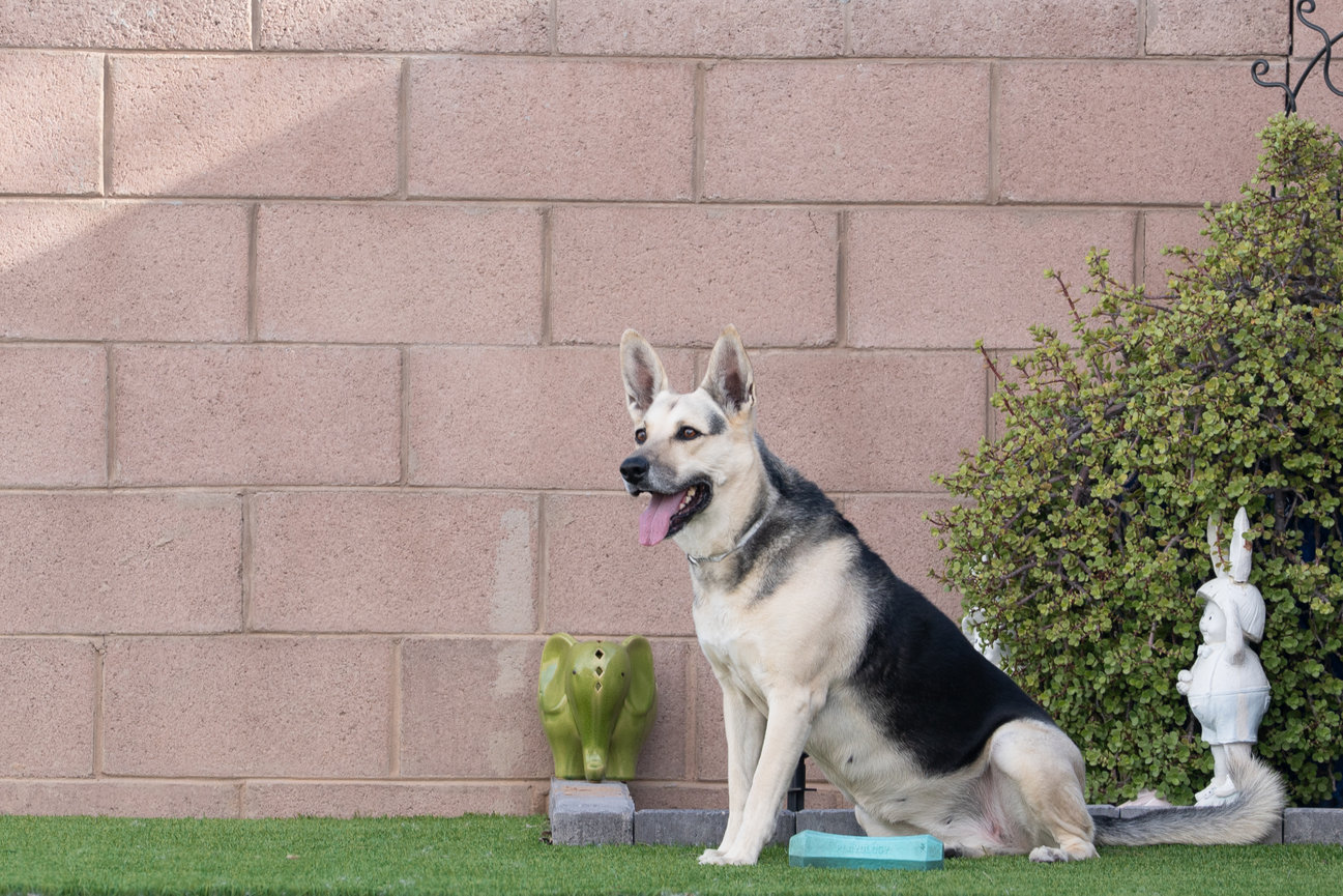 Meet Piper - In-Home Dog Photography Session in Queen Creek, Arizona