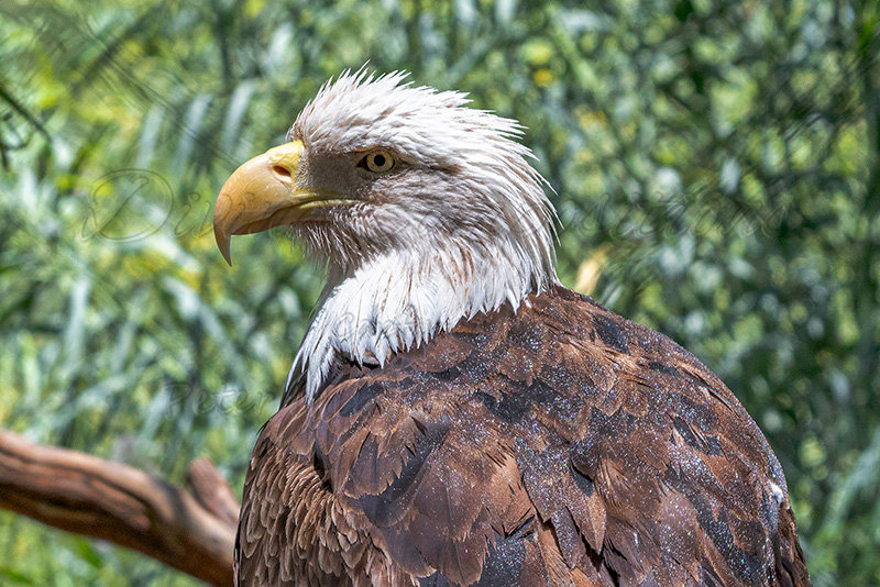 Kaiyah Takota The Final Chapter - A Novel Husky: Chapter 48