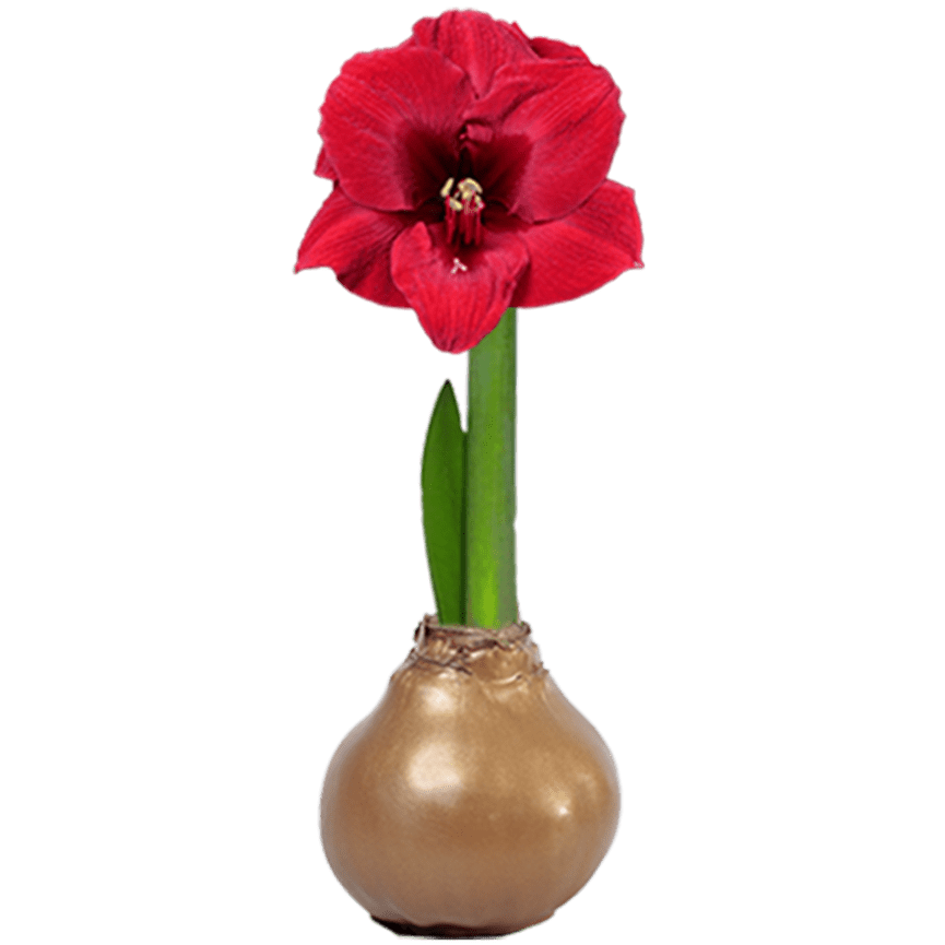 Waxed Amaryllis Bulb