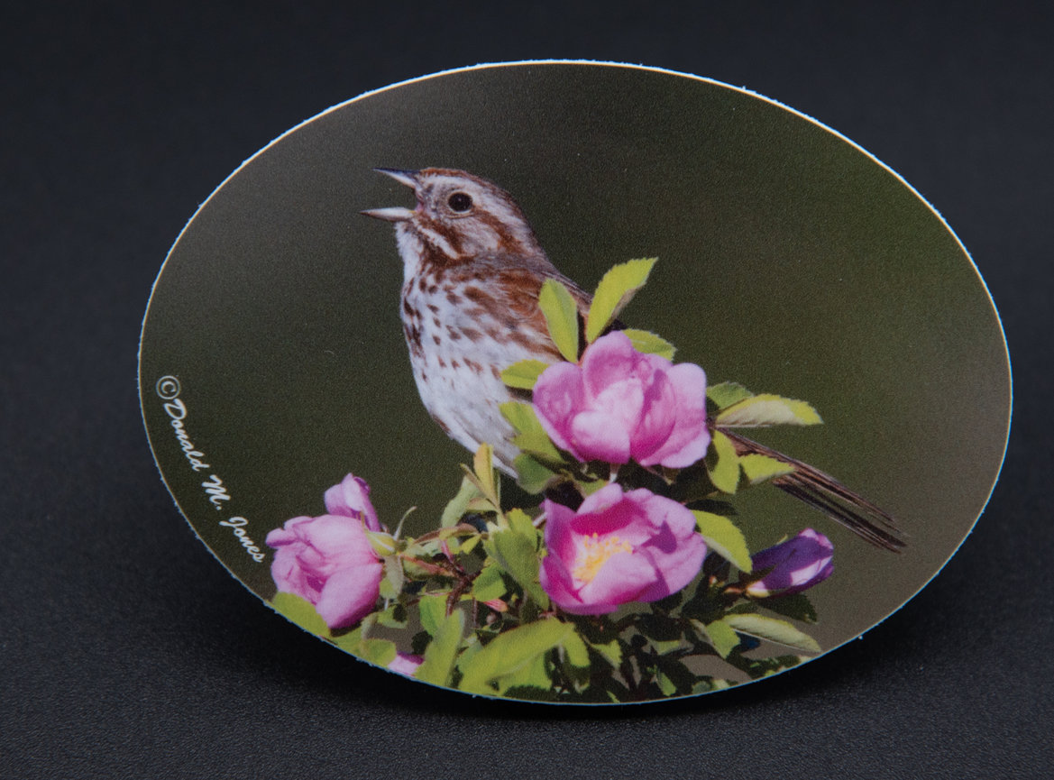 Song Sparrow S4 443