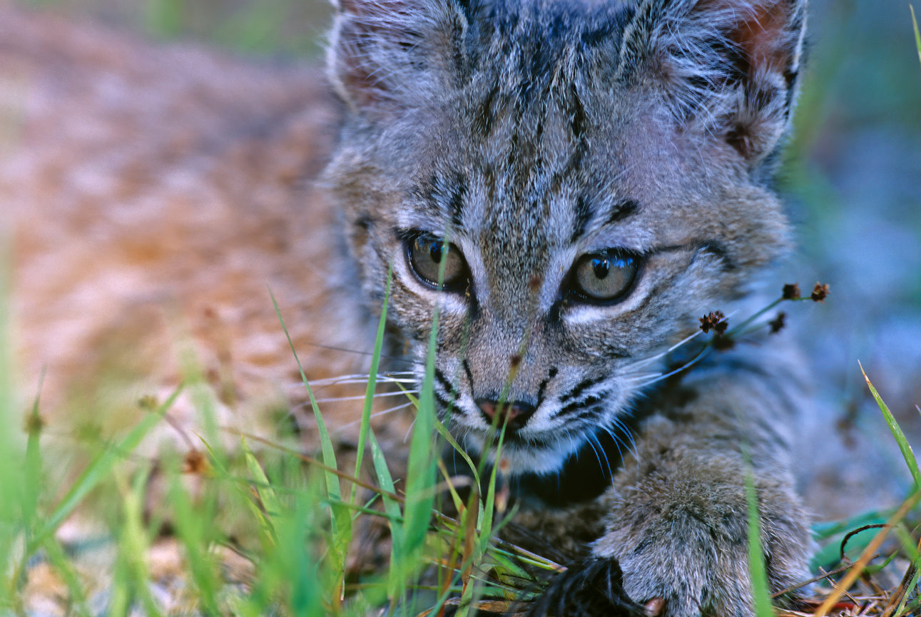Bobcat Kitten CH 835