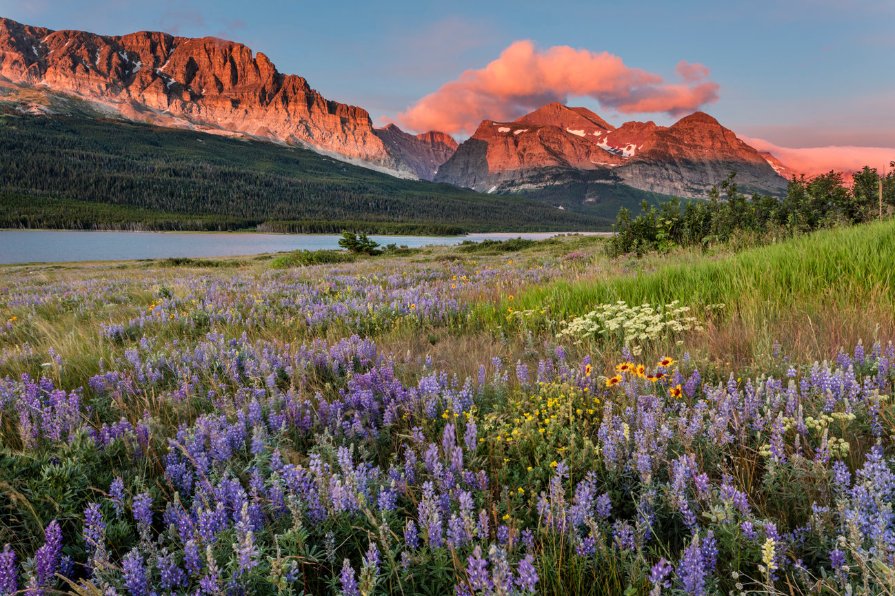 Many Glacier Wildflowers CH 4165
