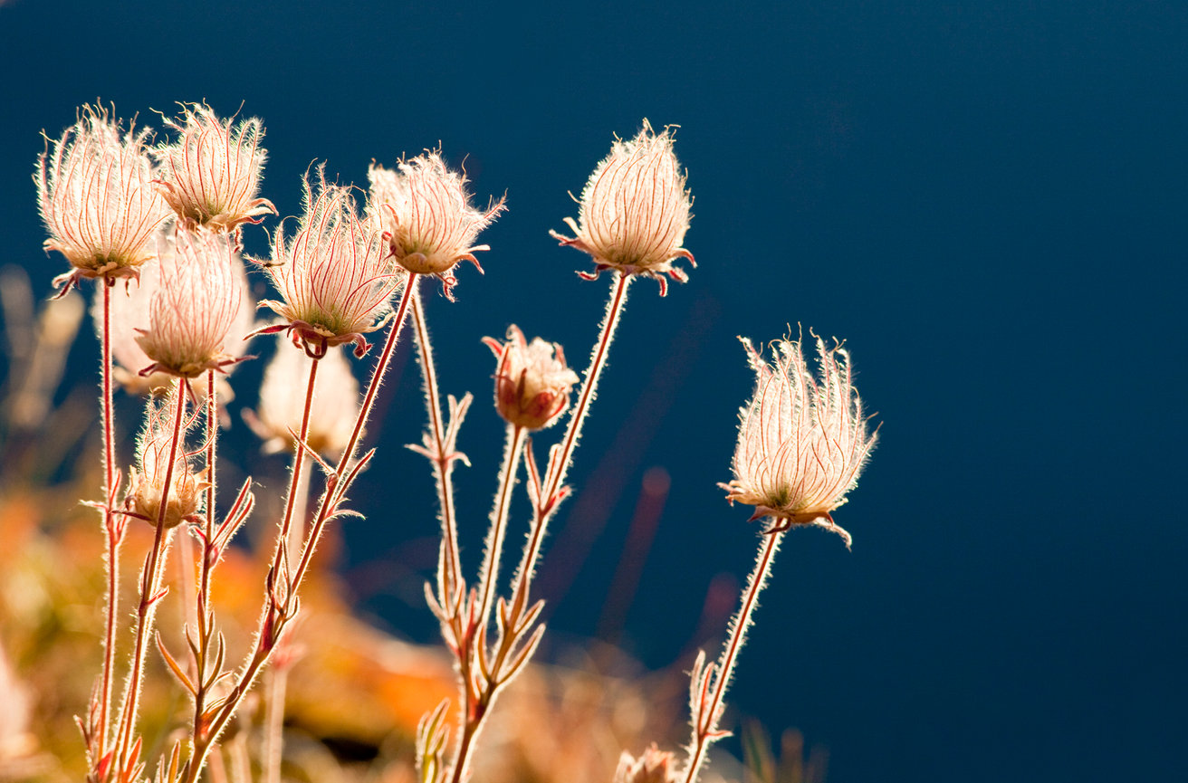Prairie Smoke CH 4179