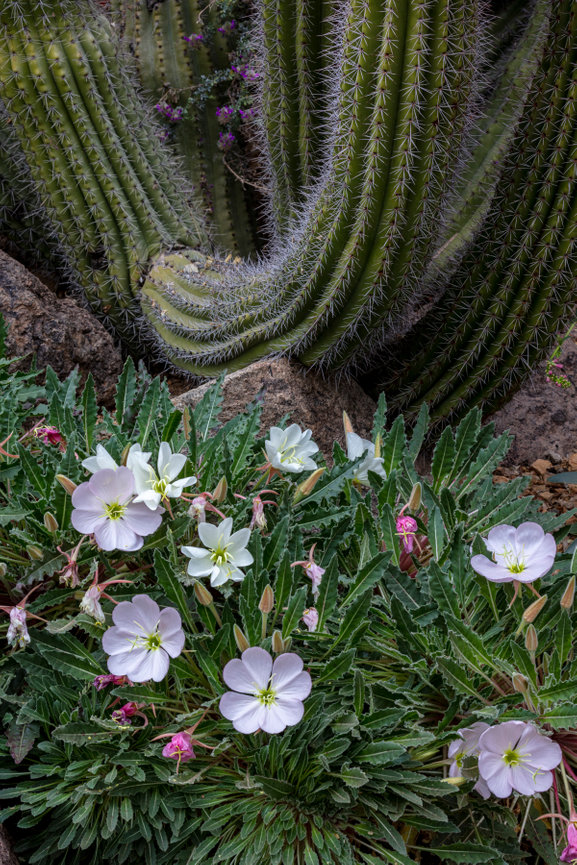Tuscon DM Floral Gardens CH 4187