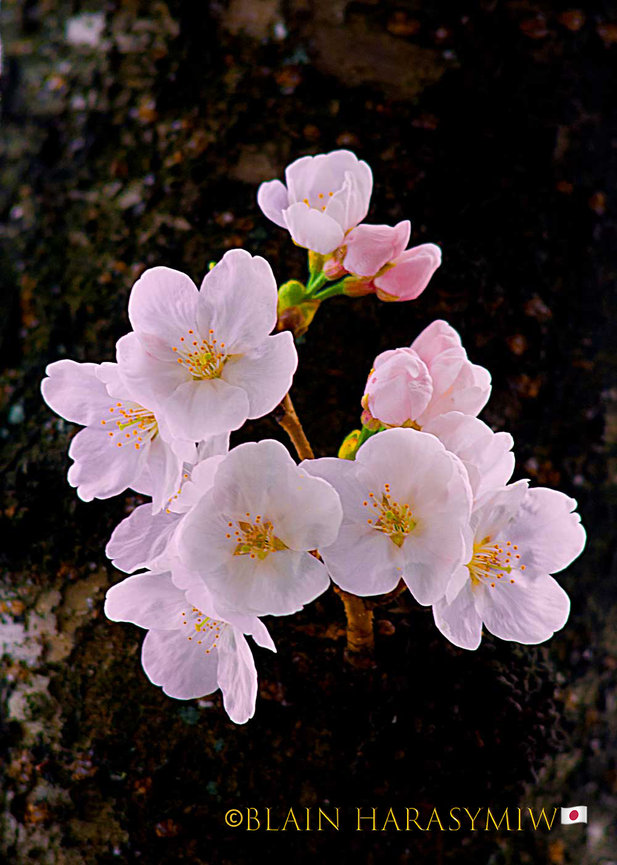 Experience the Spirit of Hokkaido