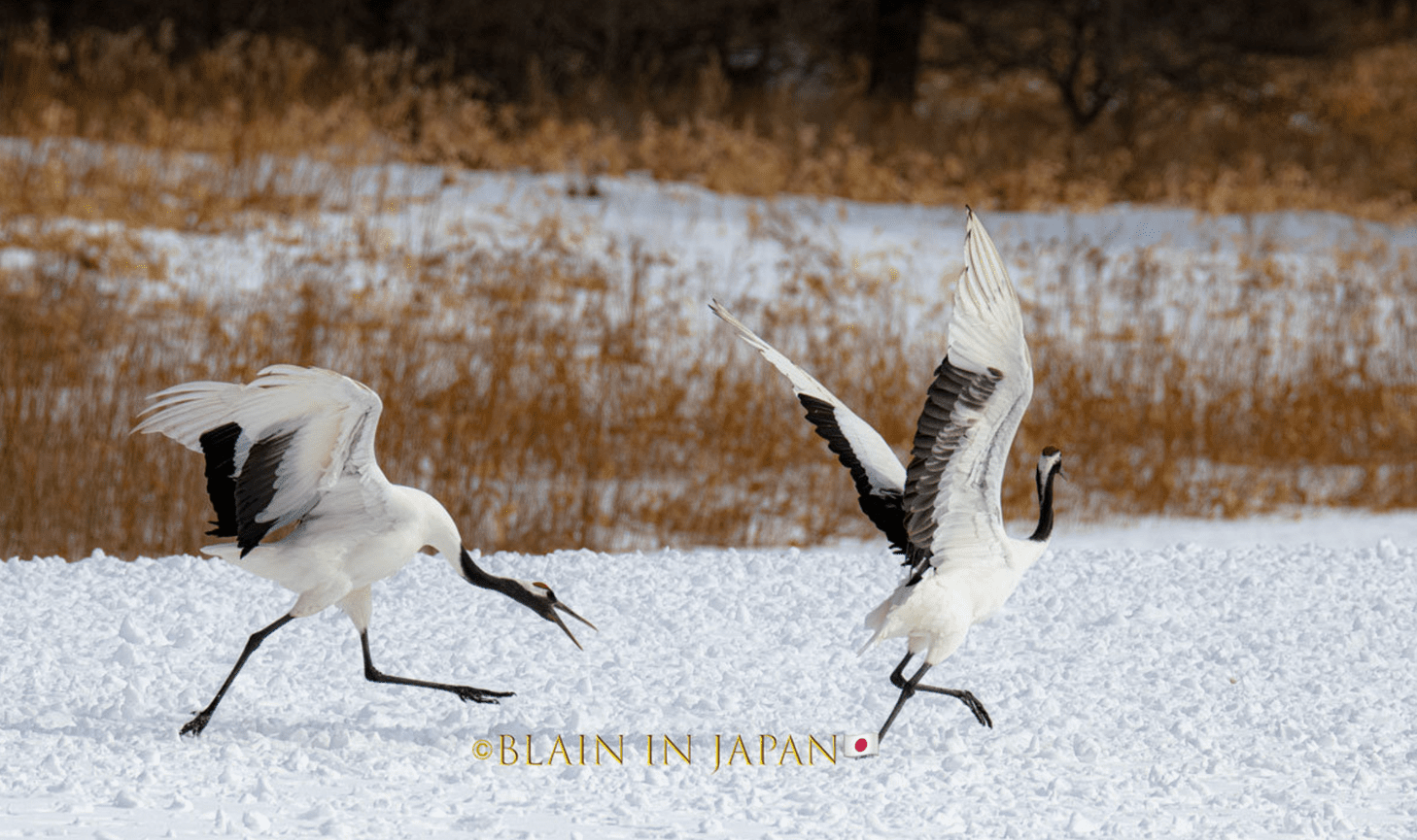 Discover Matsumoto Castle on a Hokkaido Photo Tour with JDS!