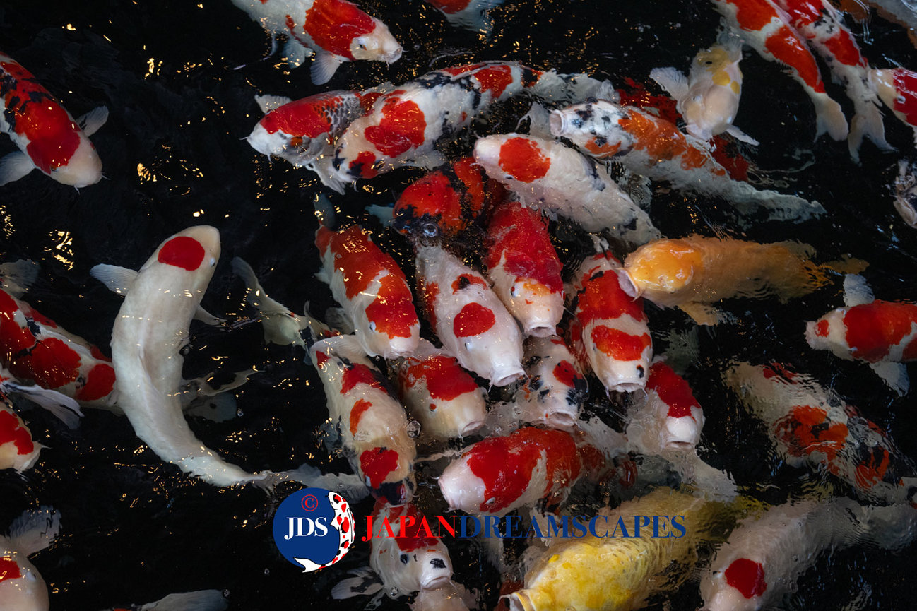 Yahiko Shrine: Discover Niigata’s Hidden Power Spot and Autumn Photography Paradise