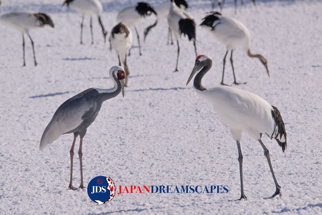 Discover Matsumoto Castle on a Hokkaido Photo Tour with JDS!