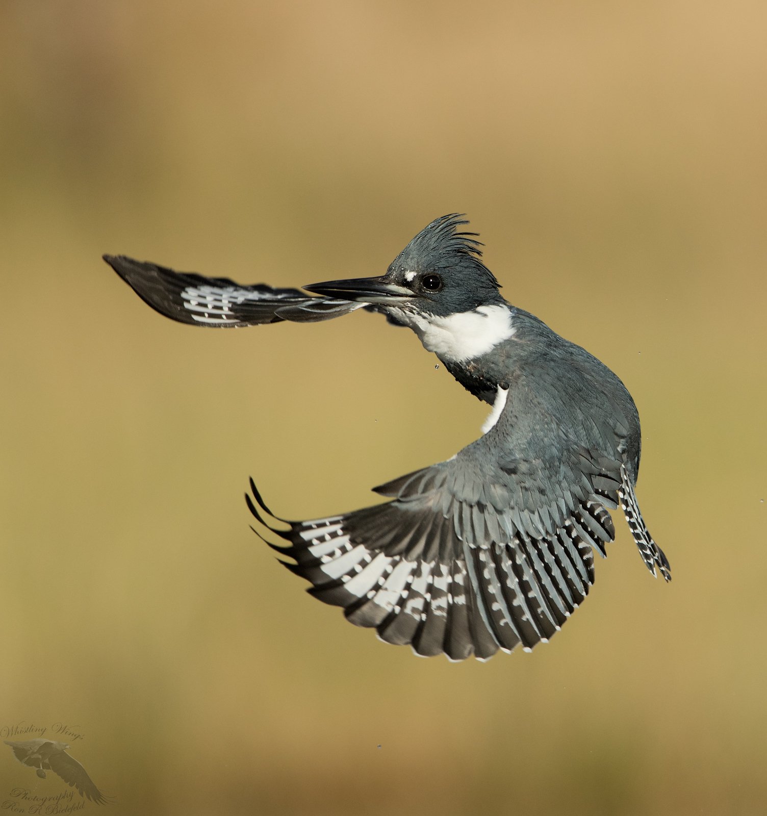 belted-kingfisher-whistling-wings-photography