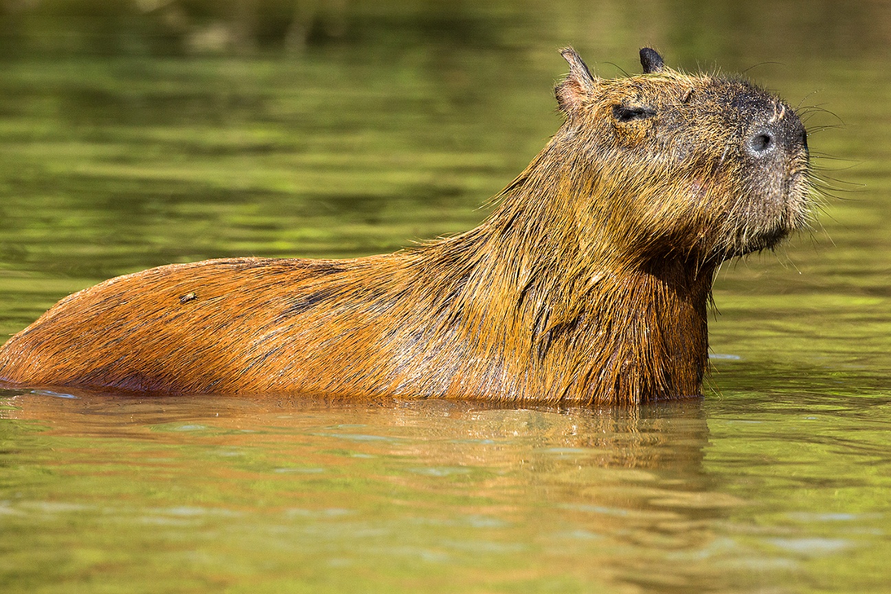 Pantanal - Jim Zuckerman Photography