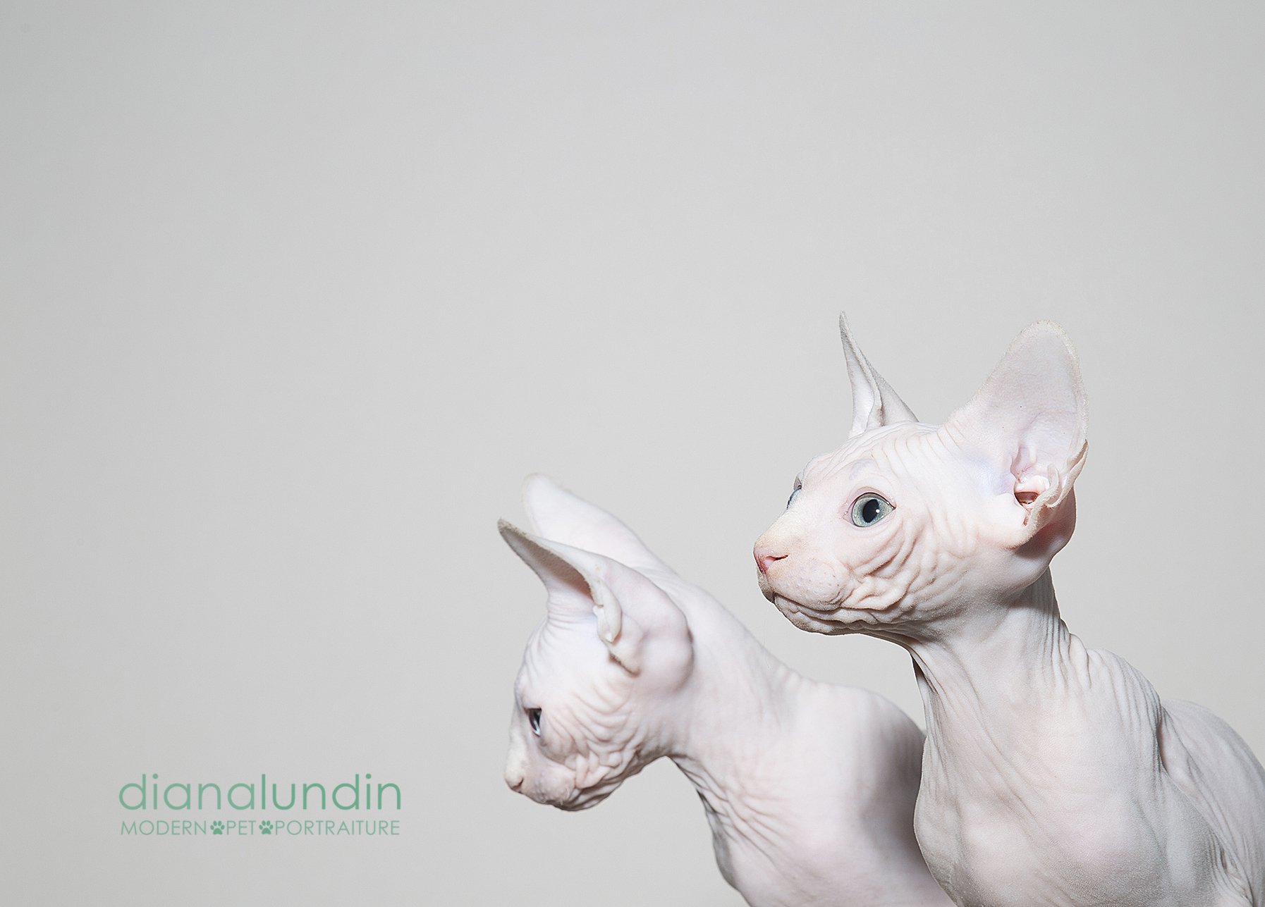The Sphynx Collection Los Angeles Pet Photography of Diana Lundin