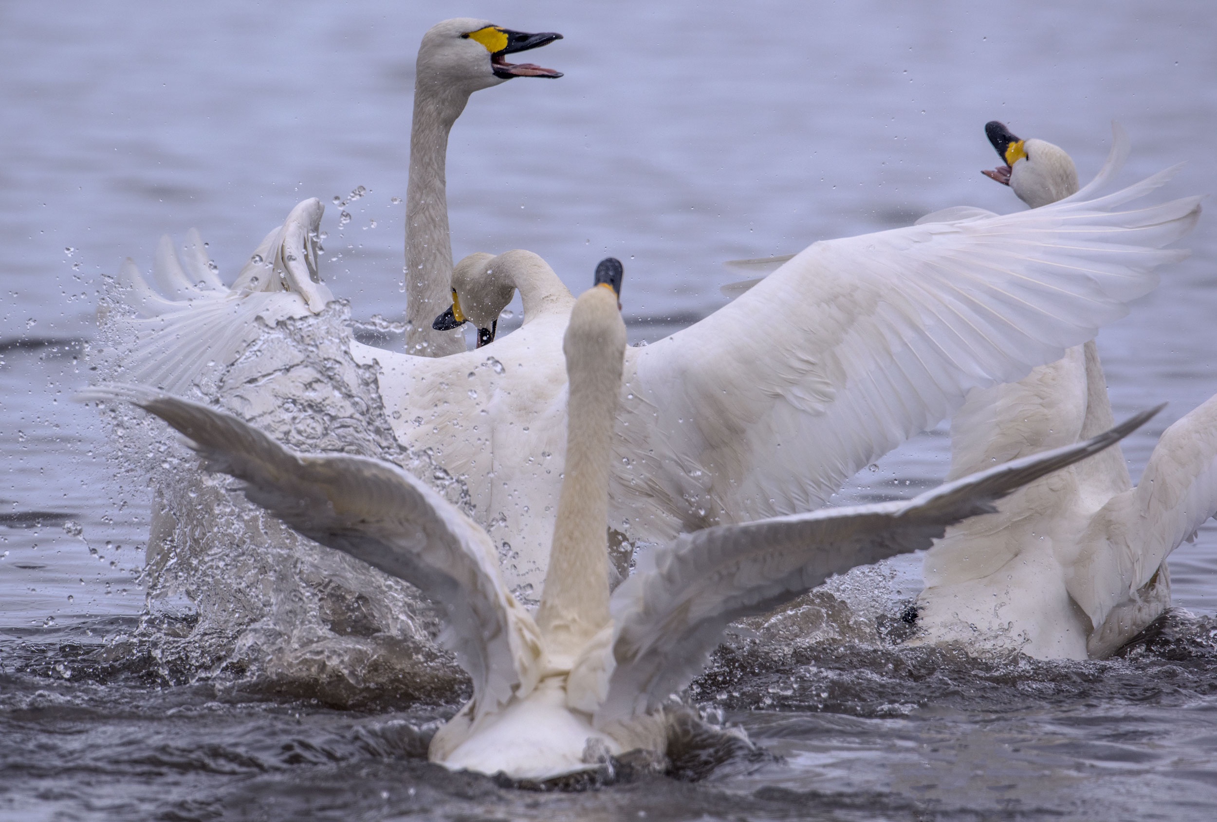 Birds Photography Gallery | Blain Harasymiw Photography