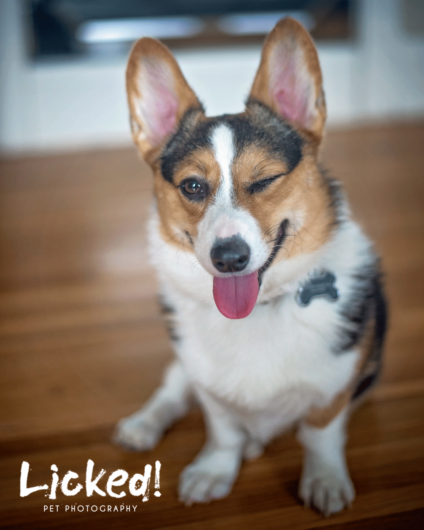 Adventures in Puppy Sitting with Yuna the Corgi - Part:I - Licked! Pet ...