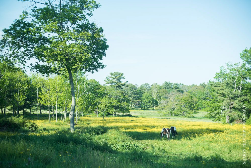 Mallet Barn Freeport Sharyn Peavey Photography