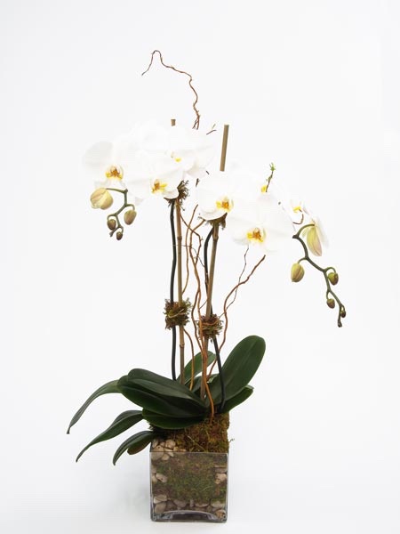 Orchid In Glass Vase - Charleston Flower Market