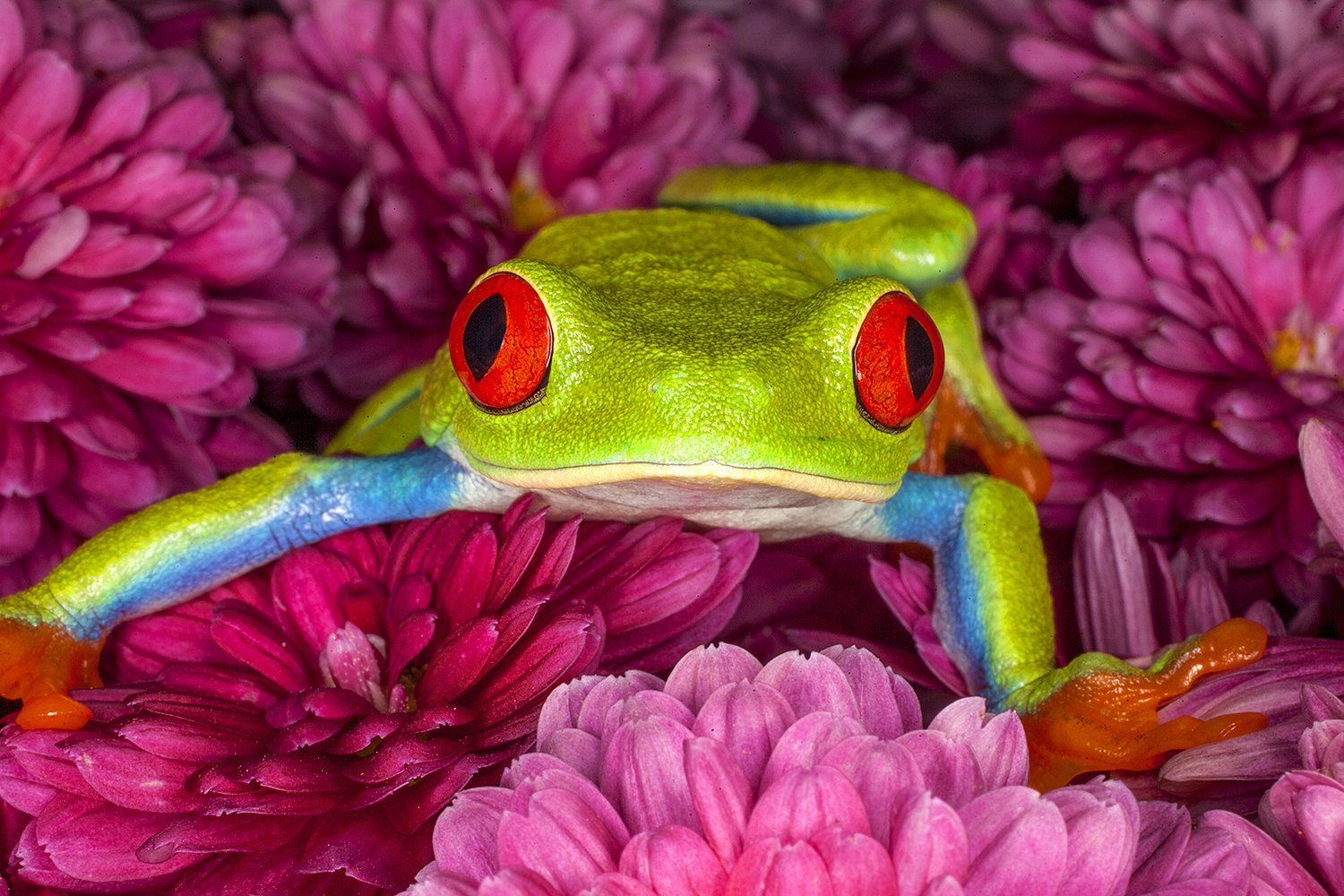 New World Rainforest - Jim Zuckerman photography & photo tours