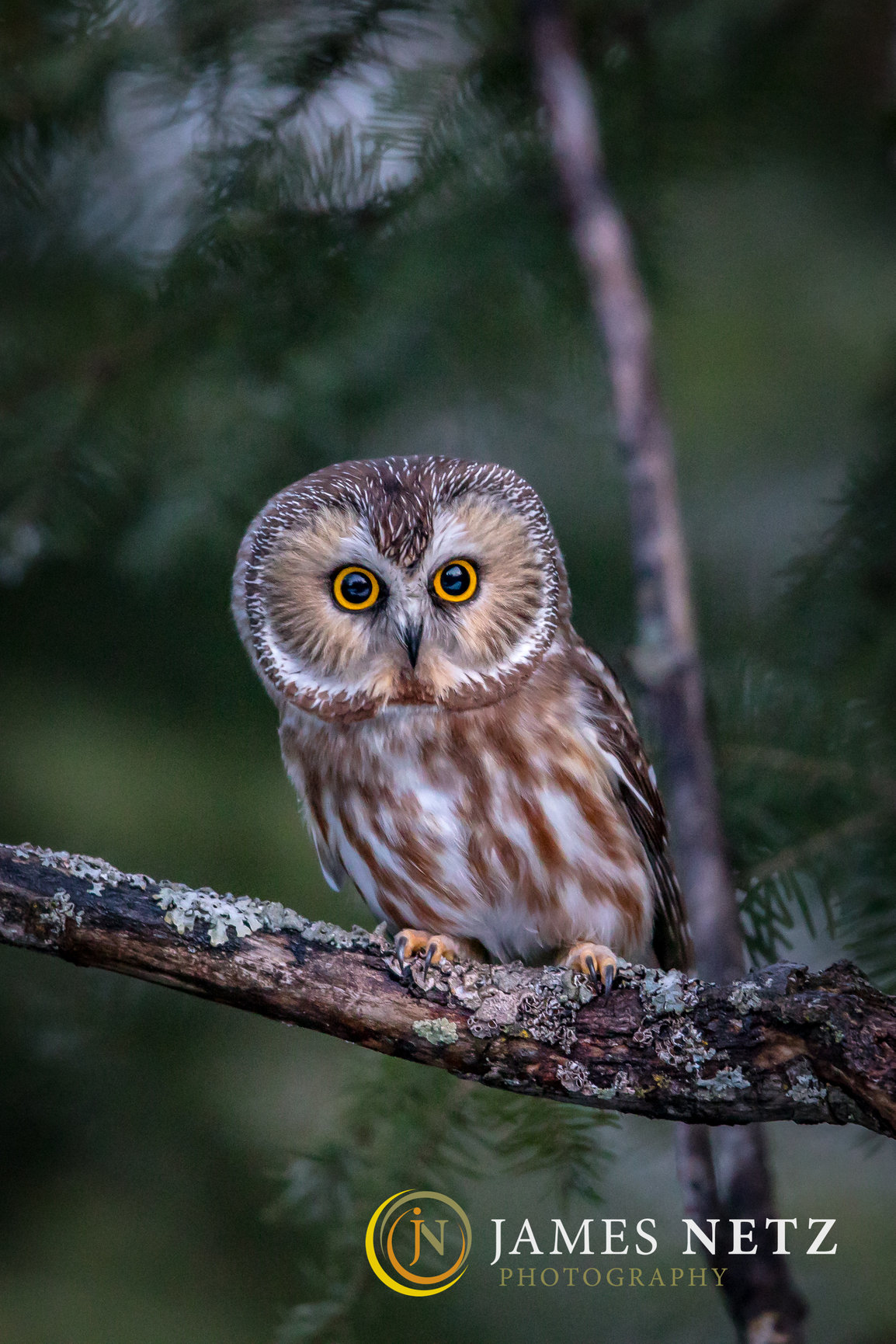 Northern SawWhet Owls James Netz Photography