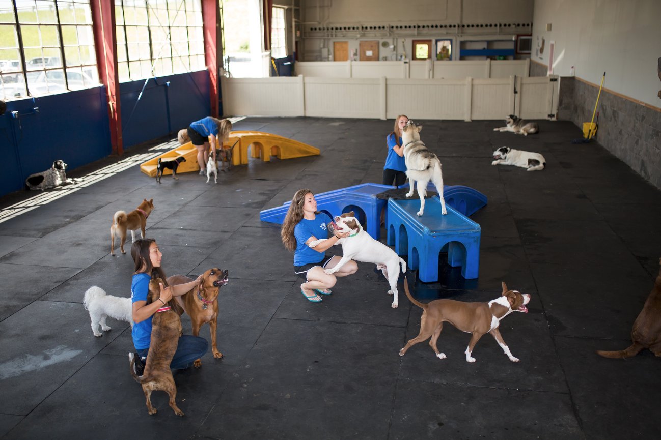playtime doggy daycare 2