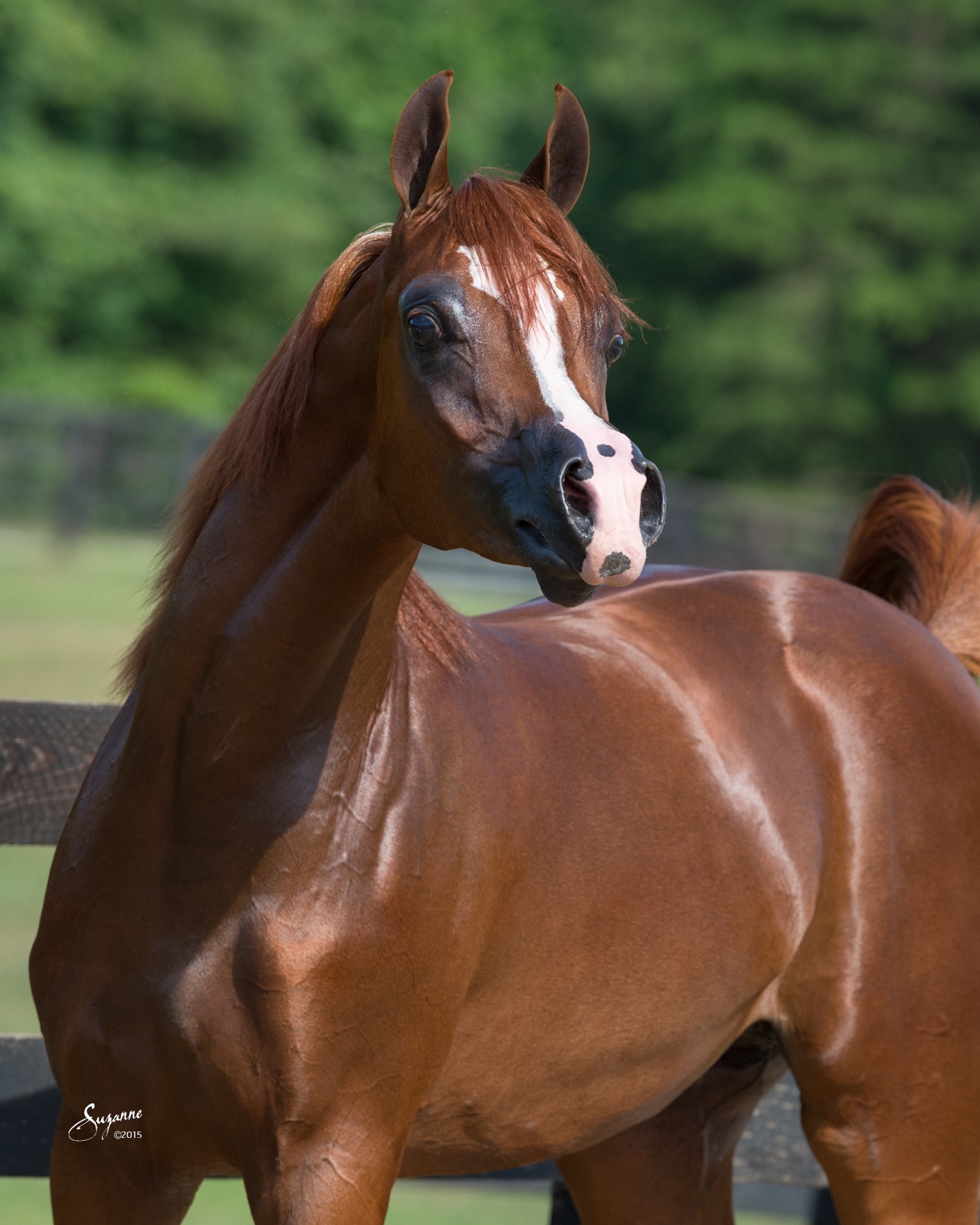 arabian gallery i - EQUINE PHOTOGRAPHY by SUZANNE, Inc.
